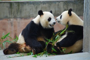 Chengdu Research Bas of Giant Panda Breeding.